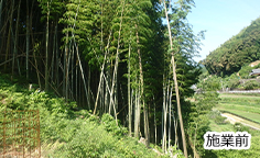 竹林の伐採作業、施業前の様子